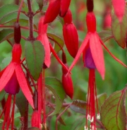 Fuchsia magellanica 'Gracilis' P9 - afbeelding 1