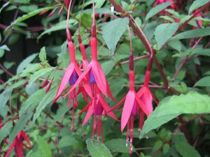 Fuchsia magellanica 'Gracilis' P9 - afbeelding 2