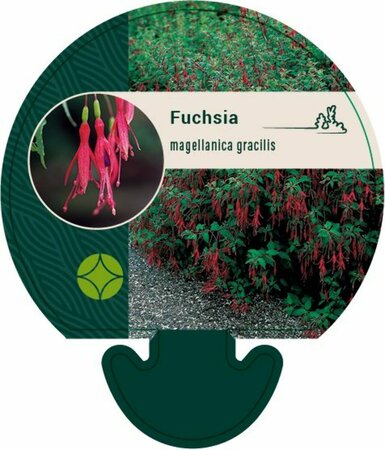 Fuchsia magellanica 'Gracilis' P9 - afbeelding 3