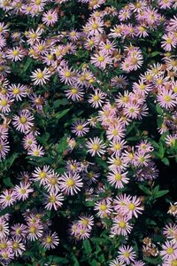 Aster ageratoides 'Asran' P9 - afbeelding 3