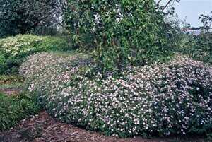 Aster ageratoides 'Asran' P9 - afbeelding 2