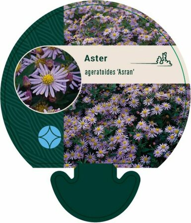 Aster ageratoides 'Asran' P9 - afbeelding 11