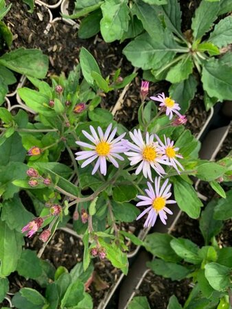 Aster ageratoides 'Asran' P9 - afbeelding 16