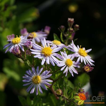 Aster ageratoides 'Asran' P9 - afbeelding 1