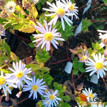 Aster ageratoides 'Asran' P9 - afbeelding 15