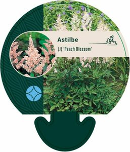 Astilbe japonica 'Peach Blossom' P9 - afbeelding 2