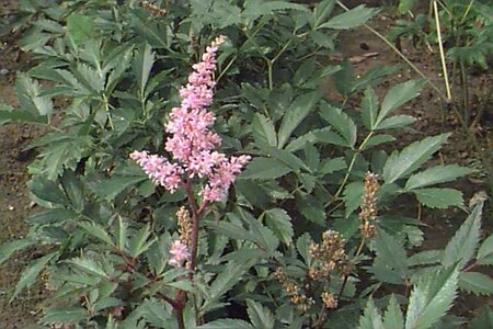 Astilbe japonica 'Peach Blossom' P9