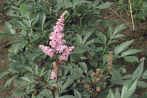 Astilbe japonica 'Peach Blossom' P9 - afbeelding 1