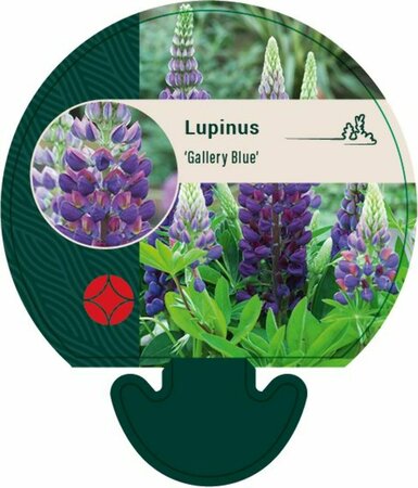 Lupinus 'Gallery Blue' P9