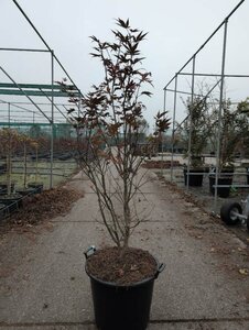 Acer palmatum 'Atropurpureum' 80/100 C. - afbeelding 2