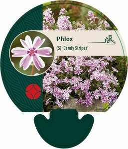 Phlox subulata 'Candy Stripes' P9