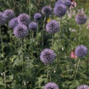 Echinops bannaticus 'Taplow Blue' P9 - afbeelding 3