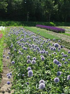 Echinops bannaticus 'Taplow Blue' P9 - afbeelding 2