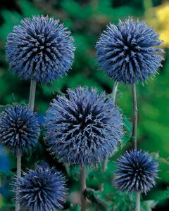 Echinops bannaticus 'Taplow Blue' P9 - afbeelding 4