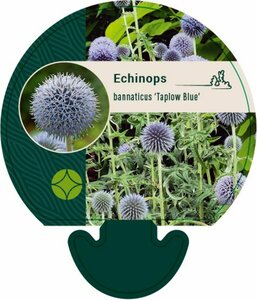 Echinops bannaticus 'Taplow Blue' P9 - afbeelding 1