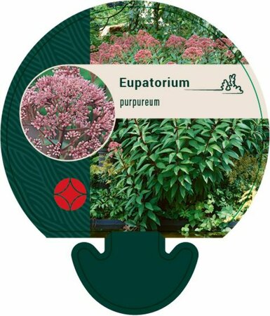 Eupatorium purpureum P9 - afbeelding 1