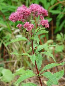 Eupatorium purpureum P9 - afbeelding 2