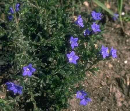 Lithodora diffusa 'Heavenly Blue' (GLANDORA)  P9 - afbeelding 1