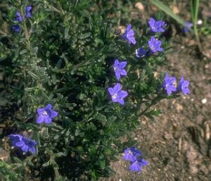 Lithodora diffusa 'Heavenly Blue' (GLANDORA)  P9 - afbeelding 1