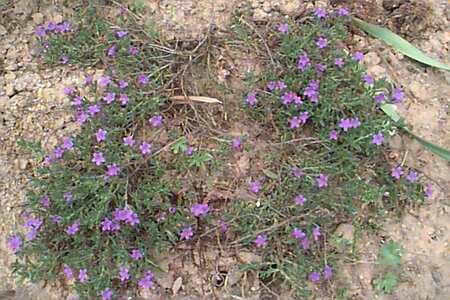 Lithodora diffusa 'Heavenly Blue' (GLANDORA)  P9 - afbeelding 2