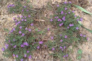 Lithodora diffusa 'Heavenly Blue' (GLANDORA)  P9 - afbeelding 2