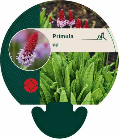 Primula vialii P9 - afbeelding 5