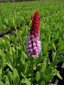 Primula vialii P9 - afbeelding 6