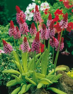 Primula vialii P9 - afbeelding 7