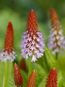 Primula vialii P9 - afbeelding 8