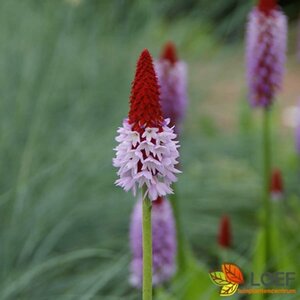 Primula vialii P9 - afbeelding 1