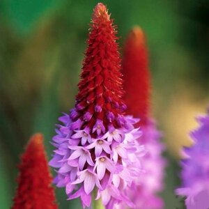 Primula vialii P9 - afbeelding 9