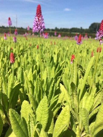 Primula vialii P9 - afbeelding 3