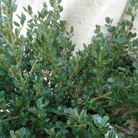 Ceanothus impressus 'Victoria' 40/50 C. - afbeelding 1