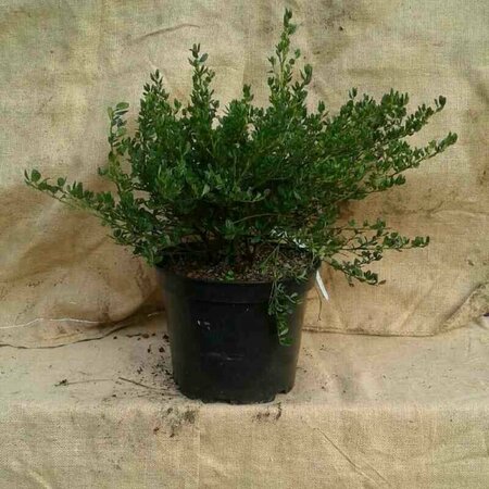 Ceanothus impressus 'Victoria' 40/50 C. - afbeelding 2