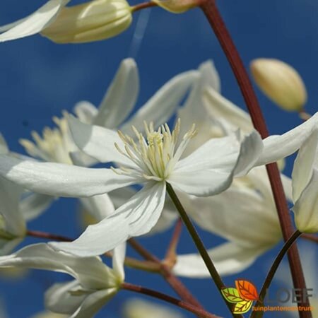 Clematis armandii 'Snowdrift' 150/175 C. - afbeelding 2