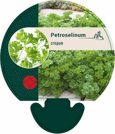 Petroselinum crispum C1.5 - afbeelding 2