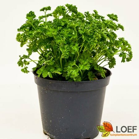 Petroselinum crispum C1.5 - afbeelding 1