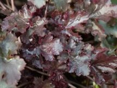 Heuchera 'Black Beauty' P9 - afbeelding 2