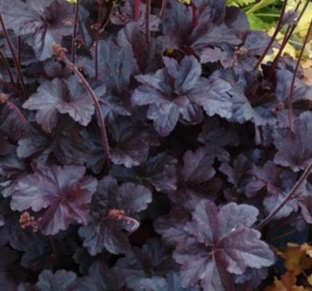 Heuchera 'Black Beauty' P9 - afbeelding 3