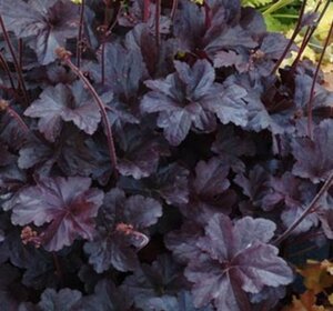 Heuchera 'Black Beauty' P9 - afbeelding 3