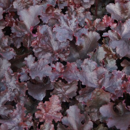 Heuchera 'Black Beauty' P9 - afbeelding 4