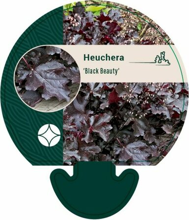 Heuchera 'Black Beauty' P9 - afbeelding 1