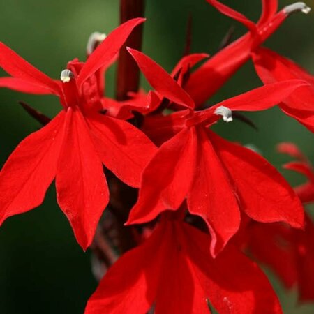 Lobelia fulgida 'Queen Victoria' P9 - afbeelding 1