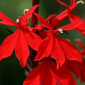 Lobelia fulgida 'Queen Victoria' P9 - afbeelding 1