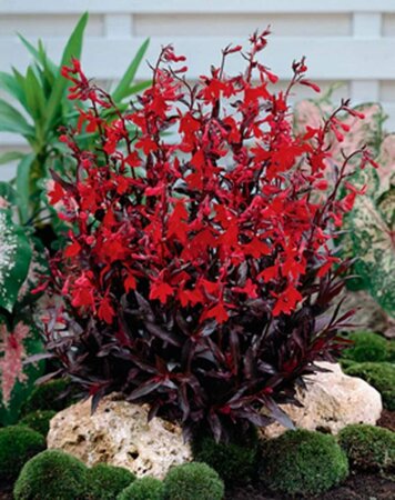 Lobelia fulgida 'Queen Victoria' P9 - afbeelding 2