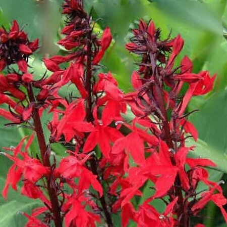 Lobelia fulgida 'Queen Victoria' P9 - afbeelding 3