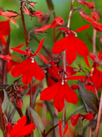 Lobelia fulgida 'Queen Victoria' P9 - afbeelding 4