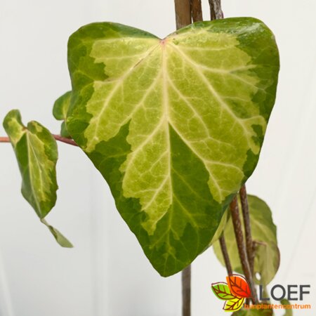 Hedera colchica 'Sulphur Heart' 175/200 C.