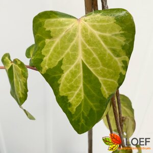 Hedera colchica 'Sulphur Heart' 175/200 C.