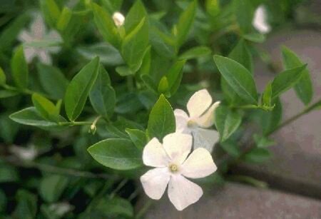 Vinca minor 'Alba' P9 - afbeelding 1